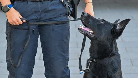 Ein Sprengstoffspürhund der Polizei ist während einer Übung im Einsatz. © picture alliance/dpa Foto: Patrick Pleul