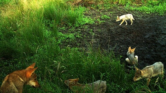 Das Wolfs Comeback In Mecklenburg Vorpommern Ndr De Nachrichten Mecklenburg Vorpommern