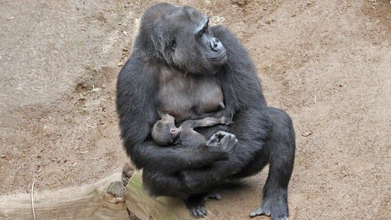 Gorilla Babys Moyo Und Kesha Getauft Ndr De Nachrichten Mecklenburg Vorpommern