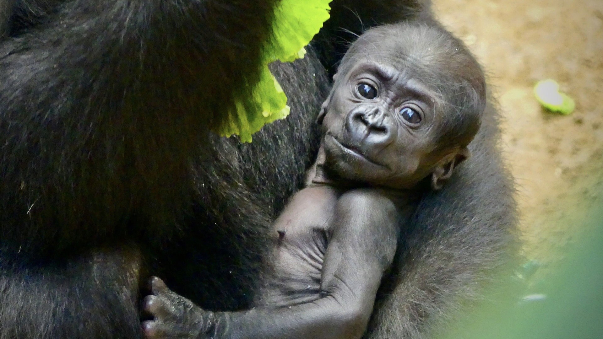 Gorilla Babys Moyo Und Kesha Getauft Ndr De Nachrichten Mecklenburg Vorpommern