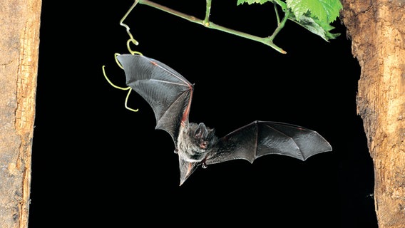 Das Bild zeigt eine Mopsfledermaus im Flug. © NABU Foto: Dietmar Nill