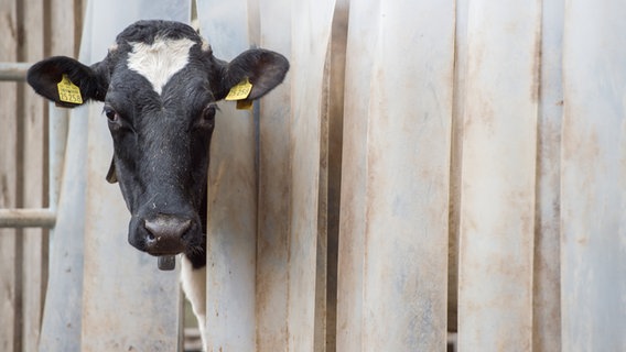 Eine Milchkuh blickt durch einen Vorhang. © dpa - Bildfunk Foto: Matthias Balk