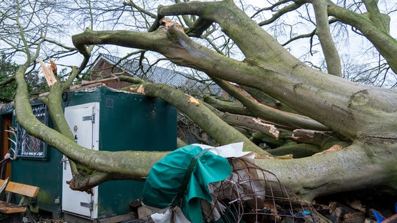 Eine Buche ist auf einen Lagercontainer und ein Wohnhaus gestürzt. © JOTO Foto: Tobias Johanning