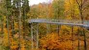 Der Baumwipfelpfad im Herbst führt entlang bunter Bäume. © picture alliance / CHROMORANGE Foto: Wilfried Wirth