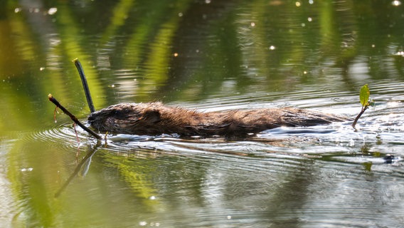 Ein Biber schwimmt im Wasser. © picture alliance/dpa | Thomas Warnack Foto: Thomas Warnack