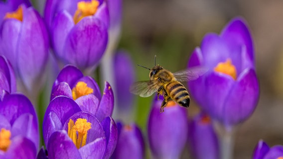 Eine Biene fliegt auf einen Krokus zu. © picture alliance/dpa | Frank Hammerschmidt Foto: Frank Hammerschmidt