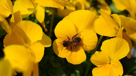 Eine Biene sammelt Nektar auf den Blumen eines Blumengeschäfts in Travemünde. © dpa-Bildfunk Foto: Marcus Brandt