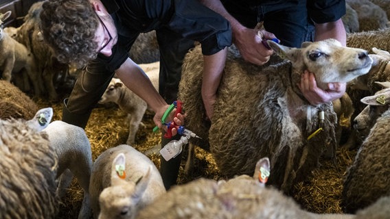 Ein Schaf wird gegen die Blauzungenkrankheit geimpft. © picture alliance / ANP | Jilmer Postma Foto: Jilmer Postma