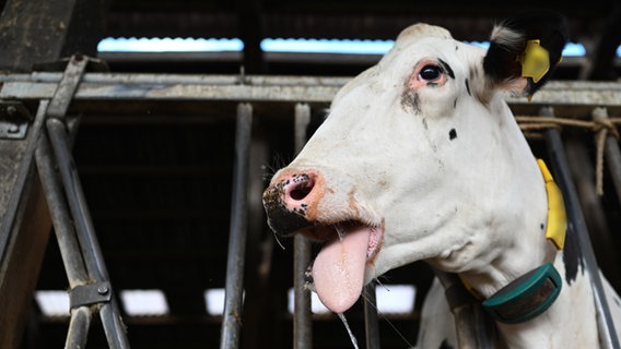 Eine mit der Blauzungenkrankheit infizierte Kuh steht im Stall und streckt ihre Zunge raus. © picture alliance/dpa Foto: Lars Penning