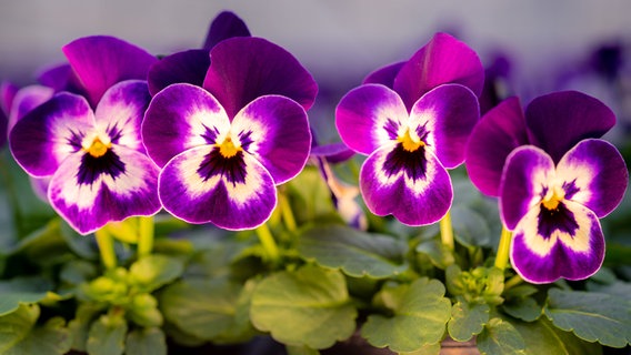 Horned violets bloom in one of Silze's greenhouses.  © dpa-Bildfunk Photo: Mohssen Assanimoghaddam