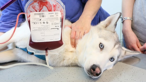 Einem Husky wird in einer Tierklinik Blut abgenommen. © picture alliance / dpa | Stephanie Pilick Foto: Stephanie Pilick