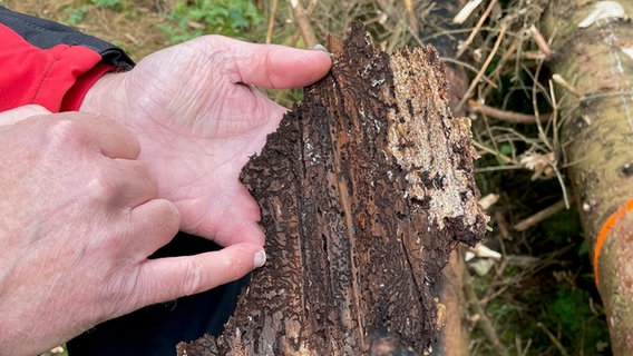 Im Harz sind in einer Baumrinde Spuren eines Borkenkäfers zu sehen. © NDR Info Foto: Nicole Ahles