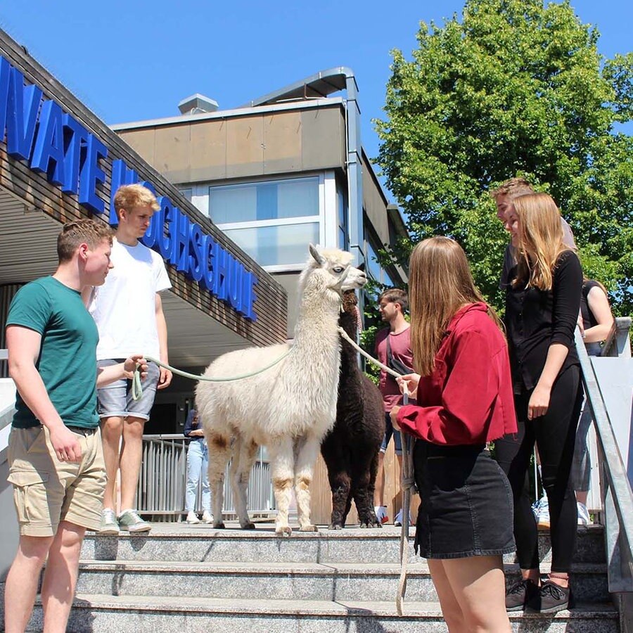 Alpakas besuchen Psychologie Vorlesung in G ttingen NDR.de