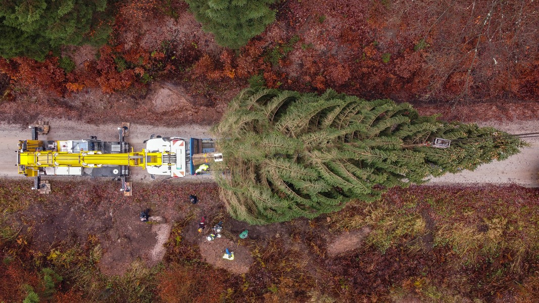 RiesenWeihnachtsbaum Aus dem Solling nach Wolfsburg NDR.de