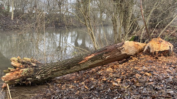 Von Bibern zernagte Bäume liegen am Rand des Leinekanals in Göttingen © NDR Foto: Wieland Gabcke