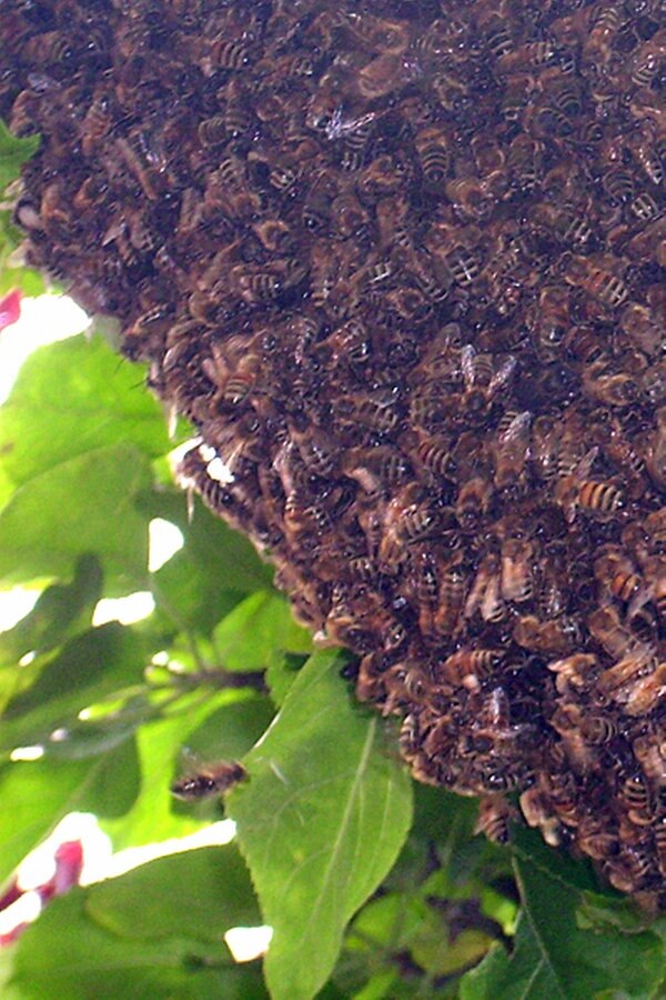 20.000 Bienen belagern Spielplatz in Rinteln NDR.de