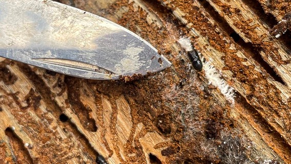 Ein Borkenkäfer mit der Klingen eines Taschenmesser als Größenvergleich © NDR Foto: Marie-Luise Stiller