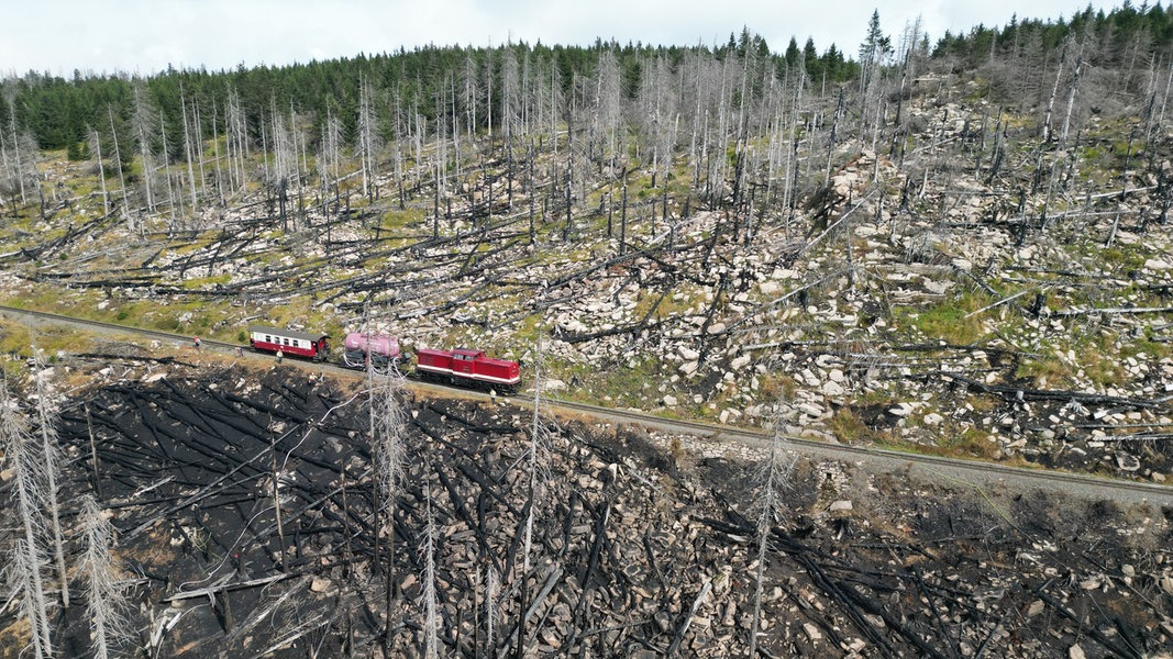 After Major Fire on Brocken: 17 Hectares of Forest Destroyed in Harz