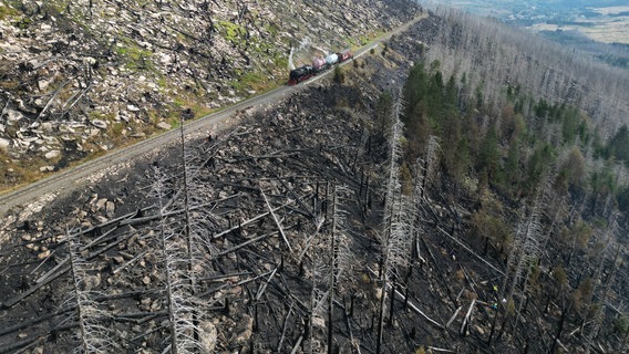 Auf den Gleisen steht ein Feuerwehrwagen, ringsherum sind verbrannte Bäume zu sehen. © dpa-Bildfunk Foto: Matthias Bein/dpa