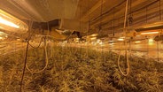 Aufnahme einer großen Cannabisplantage in einer Halle mit zahlreichen blühenden Pflanzen © Polizei Wolfsburg-Helmstedt Foto: Polizei Wolfsburg-Helmstedt