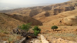 Vereinzelte Bäume stehen in einer jordanischen Wüstenlandschaft. © NDR Foto: Maximilian Engel