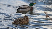 Enten auf der Oker © NDR Foto: Uwe Day