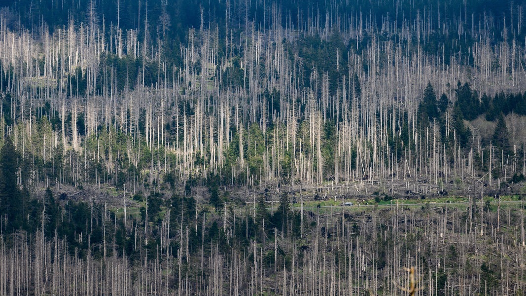 Der Wald fällt als Helfer bei Klimaschutz-Zielen aus