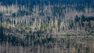 Ein Auto fährt über eine Landstraße an abgestorbenen Fichten im Harz entlang. © picture alliance/dpa Foto: Swen Pförtner