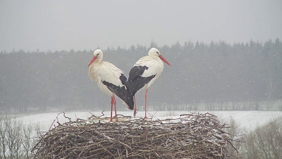 Das Storchenpaar Fridolin und Mai steht bei leichtem Schneefall in ihrem Nest in Leiferde. © NABU-Artenschutzzentrum Leiferde 