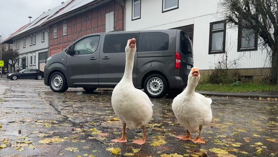 Die zwei Gänse Gretchen und Schnattchen. © NDR Foto: Doretta Farnbacher