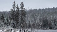 Schnee im Nationalpark Harz. © Swen Pförtner/dpa 