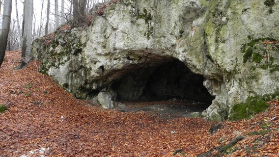 In einem Wald ist der Eingang zu einer Höhle zu sehen. Es handelt sich um den Eingang zur Maszycka-Höhle in Südpolen. © Universität Göttingen Foto: Darek Bobak