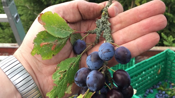 Eine Hand hält einen Ast mit ausgereiften kleinen Zwetschgen. © Landkreis Holzminden 