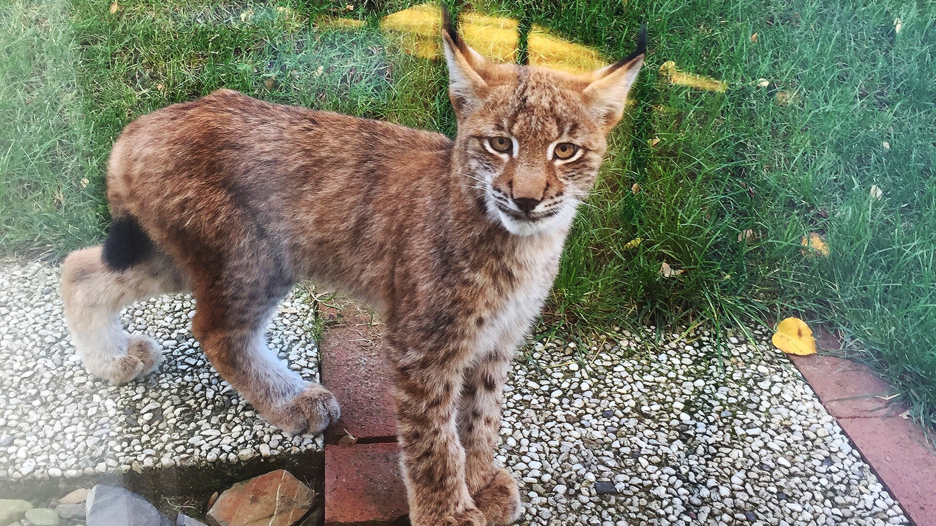 Jung Und Verwaist Luchs In Goslarer Innenstadt Gesichtet Ndr De Nachrichten Niedersachsen Studio Braunschweig