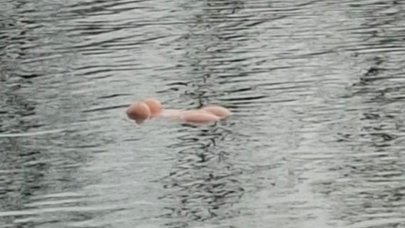 Eine weiblicher Oberkörper aus Gummi schwimmt im Wasser. © Freiwillige Feuerwehr Hohenhameln Foto: Sebastian Haupt