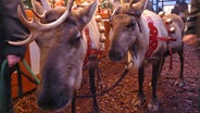 Rentiere auf dem Weihnachtsmarkt. © NDR Foto: Eva Werler