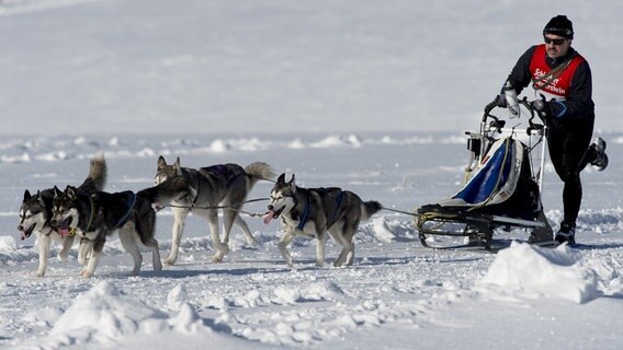 Sibirian Huskies ziehen das vom Musher (Schlittenhundeführer) Ferenc Frey geführte Schlittenhunde-Gespann über einen Kurs im Oberharzer Clausthal-Zellerfeld. © picture alliance / dpa | Swen Pförtner Foto: Swen Pförtner