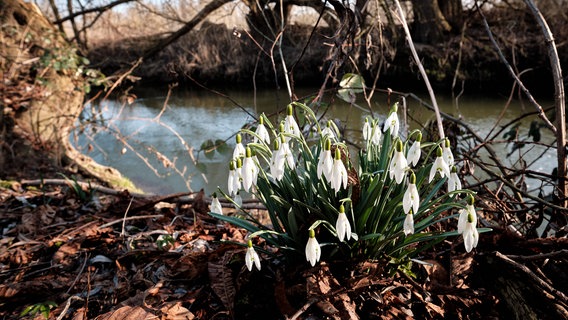 Schneeglöckchen blühen im Morgenlicht am Ufer der Oker. © dpa-Bildfunk Foto: Stefan Jaitner