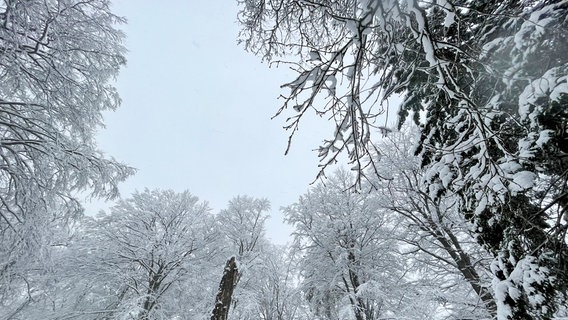 Schneebedeckte Bäume in Neuhaus im Solling © NDR Foto: Jan Fragel