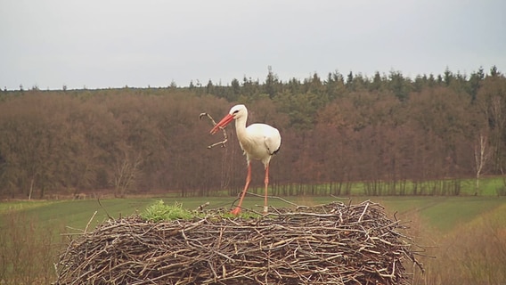 Ein Storch sitzt in einem Nest auf dem Artenschutzzentrum des NABU. © NABU/Bärbel Rogoschik Foto: Bärbel Rogoschik