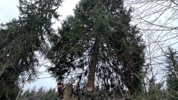 Ein riesige Fichte wird im Harz gefällt. © NDR Foto: Jan Fragel