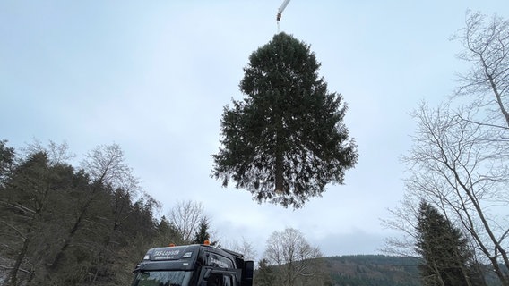 Eine Fichte wird mit einem Kran auf einen Laster gehoben. © NDR Foto: Jan Fragel