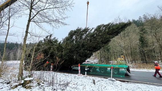 Eine Fichte wird mit einem Kran auf einen Laster gehoben. © NDR Foto: Jan Fragel