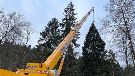 Eine Fichte wird mit einem Kran auf einen Laster gehoben. © NDR Foto: Jan Fragel