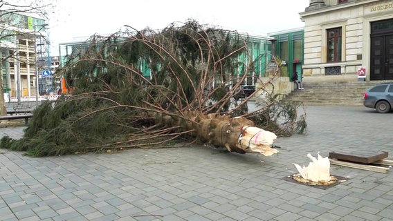 Ein meterhoher Weihnachtsbaumes ist in Braunschweig umgekippt. © TeleNewsNetwork 