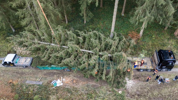 Wolfshagen: Eine große gefällte Fichte wird im Harz im Bereich des Forstamtes Seesen der Niedersächsischen Landesforsten verladen (Luftaufnahme mit Drohne). © dpa-Bildfunk Foto: Julian Stratenschulte