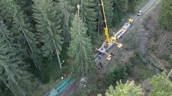 Eine Fichte im Harz wird gefällt. © picture alliance Foto: Julian Stratenschulte