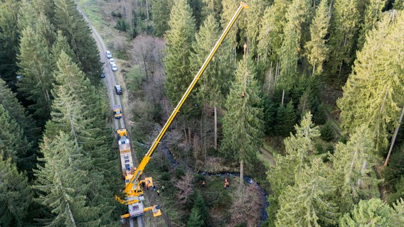 Eine Fichte im Harz wird gefällt. © picture alliance Foto: Julian Stratenschulte