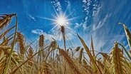 Über einem Feld mit reifen Gerstenähren scheint die Sonne. © NDR Foto: Hans-Wilhelm Schrader