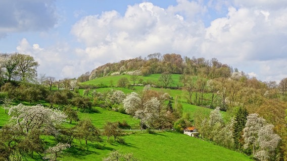 Das Bild zeigt die "Rühler Schweiz" im Frühling mit blühenden Kirschbäumen. © NDR Foto: Horst Kumpf